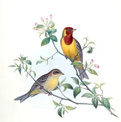 Bruant à tête rousse